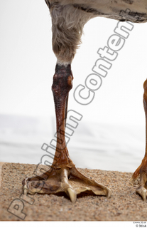 Greater white-fronted goose Anser albifrons leg 0008.jpg